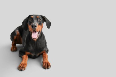 Tatlı Dobermann köpeği arka planda yatıyor.