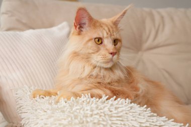 Evdeki beyaz kanepede yastıklı şirin bej renkli Maine Rakun kedisi.