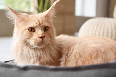 Sevimli bej rengi Maine Rakun kedisi. Evcil hayvan yatağında yatıyor, yakın plan.