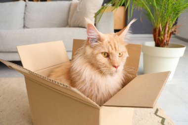 Evdeki karton kutuda oturan sevimli bej renkli Maine Rakun kedisi, yakın plan.