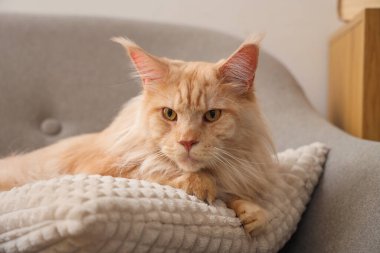 Evdeki koltukta yastıklı şirin bej renkli Maine Rakun kedisi.