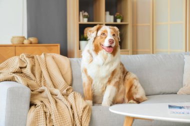 Sevgili Avustralyalı çoban köpeği evdeki kanepede oturuyor.