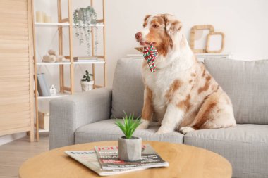 Evcil oyuncağıyla evdeki kanepede oturan sevimli Avustralya çoban köpeği.