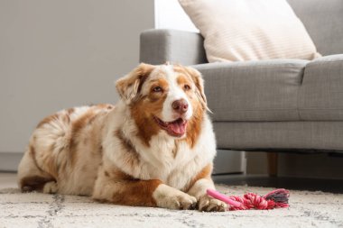 Evcil oyuncağıyla evde yatan sevimli Avustralya çoban köpeği.