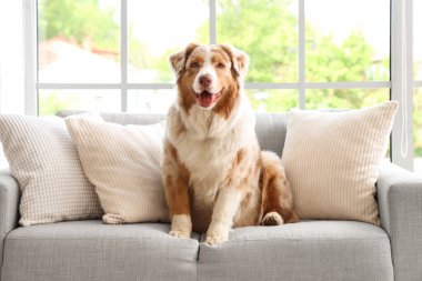 Sevgili Avustralyalı çoban köpeği evdeki kanepede oturuyor.