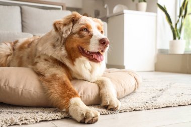 Sevimli Avustralyalı çoban köpeği evcil hayvan yatağında yatıyor.