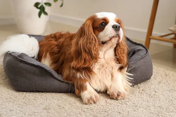 Şirin süvari Kral Charles evcil hayvan yatağında yatıyor.