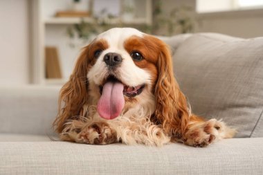 Sevimli şövalye Kral Charles Spaniel evdeki kanepede oturuyor.