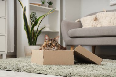 Cute cat lying in cardboard box at home