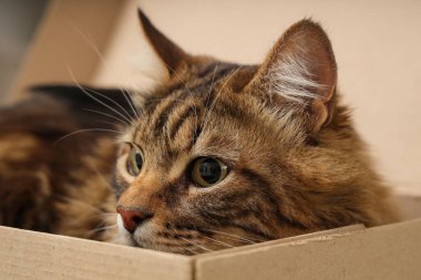 Evdeki karton kutuda yatan sevimli kedi, yakın plan.
