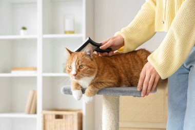 Evde güzel kedileri tırmalayan bir kadın, yakın plan.
