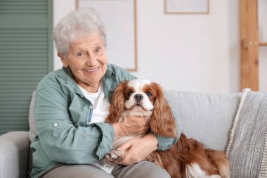 Hoş süvari Kral Charles Spaniel köpeğiyle evdeki kanepede oturan son sınıf öğrencisi kadın.