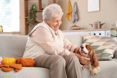 Hoş şövalye Kral Charles 'ın köpeği ve ipliğiyle evdeki kanepede oturan son sınıf öğrencisi kadın.