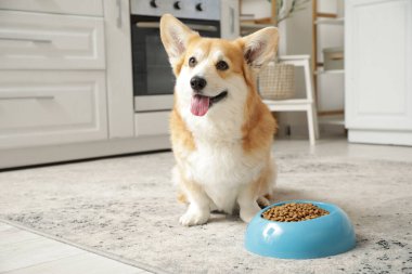 Şirin Corgi köpeği, elinde bir kase kuru yemekle mutfakta oturuyor.
