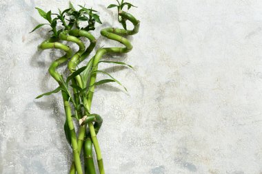 Grunge arka planında yeşil bambu kökleri