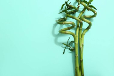 Turkuaz arka planda yeşil bambu kökleri