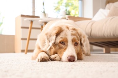 Avustralya çoban köpeği evde halıda yatıyor.