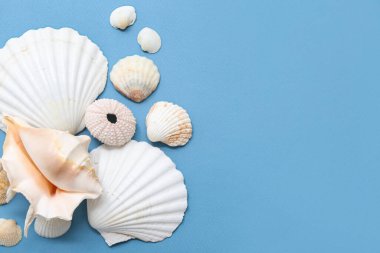 Mavi arka planda birçok farklı deniz kabuğu