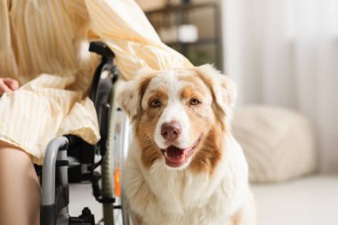 Tekerlekli sandalyedeki sevimli servis köpeği ve kadın, yakın çekim.