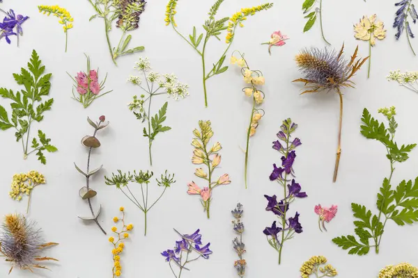Açık arkaplanda kurumuş çiçekler, üst görünüm