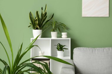 Oturma odasında yeşil duvarın yanında ev bitkileri olan raf ünitesi.