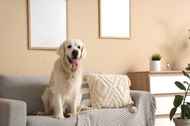 Evdeki kanepede oturan sevimli Labrador köpeği.