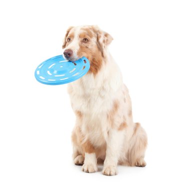 Beyaz arka planda mavi frizbi ile şirin Avustralya çoban köpeği