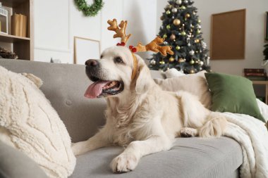 Noel arifesinde evde uzanan ren geyiği boynuzları içinde şirin Labrador köpeği.