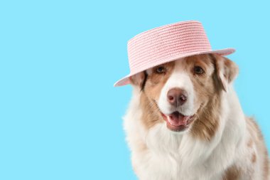 Mavi arka planda yaz şapkalı şirin Avustralya çoban köpeği.