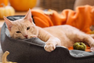Sevimli kedi sonbahar günü evdeki evcil hayvan yatağında uzanıyor, yakın plan.