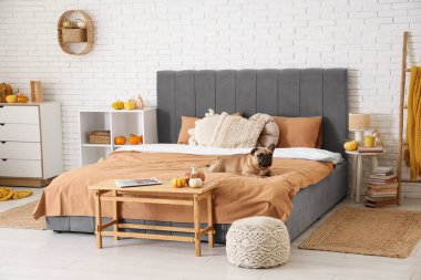 Yatakta sonbahar süsleriyle yatan tatlı Fransız bulldog 'u.