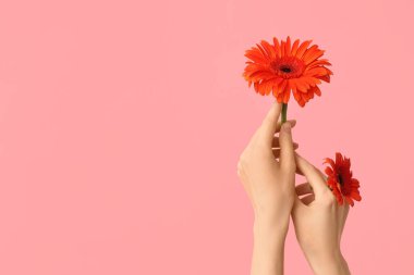 Pembe arka planda güzel Gerbera çiçekleri olan kadın elleri.