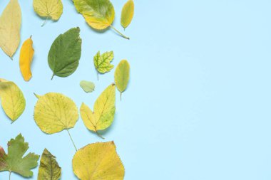 Açık mavi zemin üzerinde güzel sonbahar yaprakları olan kompozisyon