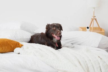 Yatak odasında video izleme altında tüyleri olan yaramaz köpek.
