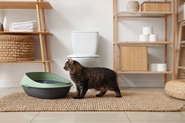 Tuvaletteki çöp kutusunun yanındaki sevimli tekir kedi.