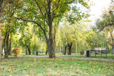 Güzel bir sonbahar parkı, dar sokaklar boyunca banklar ve ağaçlar.