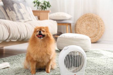 Evde elektrikli vantilatör ısıtıcısı olan sevimli Pomeranya köpeği.