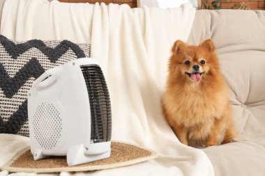 Evdeki koltukta elektrikli ısıtıcısı olan sevimli Pomeranya köpeği.