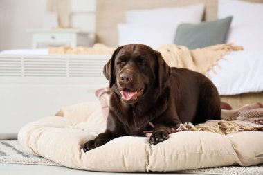 Yatak odasındaki elektrikli konteyner ısıtıcısının yanında pouf üzerinde yatan şirin Labrador köpeği.