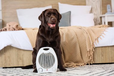 Yatak odasındaki halının üzerinde elektrikli fan ısıtıcısı olan şirin Labrador köpeği.