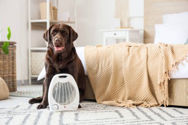 Yatak odasındaki halının üzerinde elektrikli fan ısıtıcısı olan şirin Labrador köpeği.