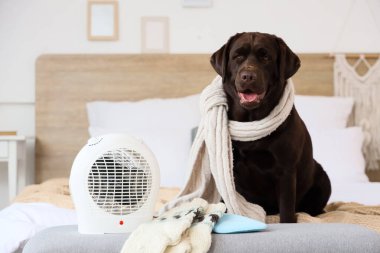 Yatak odasındaki yumuşak bankta elektrikli fan ısıtıcısının yanında sıcak atkısı olan şirin Labrador köpeği.
