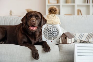 Labrador köpeği, elektrikli vantilatör ısıtıcısı ve evdeki kanepede yatan ev modeli.