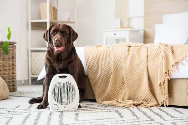 Yatak odasındaki halının üzerinde elektrikli fan ısıtıcısı olan şirin Labrador köpeği.
