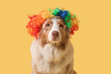 Sarı arka planda palyaço peruğu takmış şirin Avustralya çoban köpeği. Nisan 1 Kutlaması