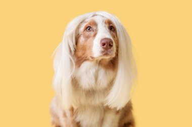 Sarı arka planda beyaz peruklu şirin Avustralya çoban köpeği. Nisan 1 Kutlaması