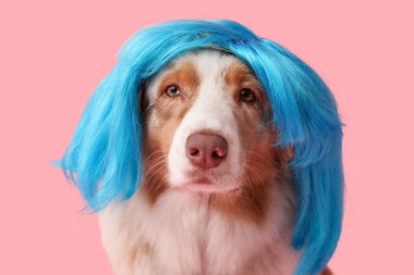 Pembe arka planda mavi peruklu şirin Avustralya çoban köpeği. Nisan 1 Kutlaması