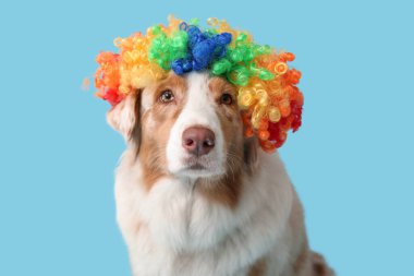 Mavi arka planda palyaço peruğu takmış şirin Avustralya çoban köpeği. Nisan 1 Kutlaması