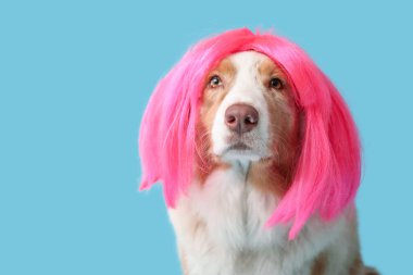 Mavi arka planda pembe peruklu şirin Avustralya çoban köpeği. Nisan 1 Kutlaması