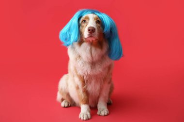 Kırmızı arka planda mavi peruklu şirin Avustralya çoban köpeği. Nisan 1 Kutlaması